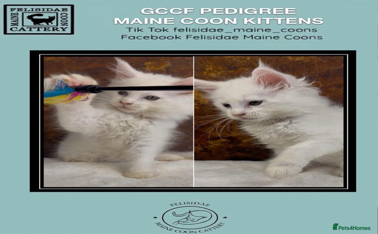 Maine Coon cats - Advert 11