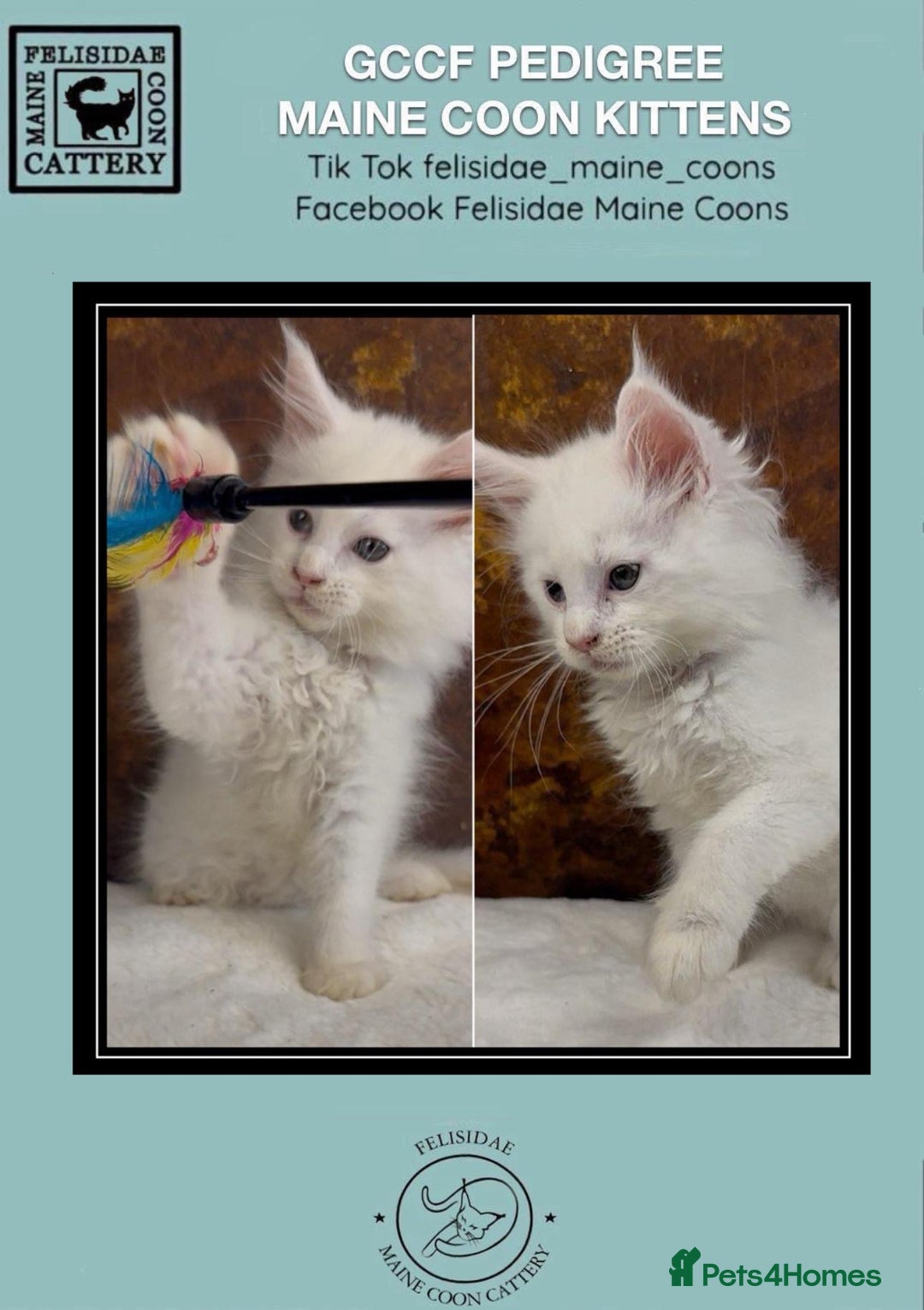 Maine Coon cats for sale: Championship line GCCF Maine Coon kittens  - Image 1