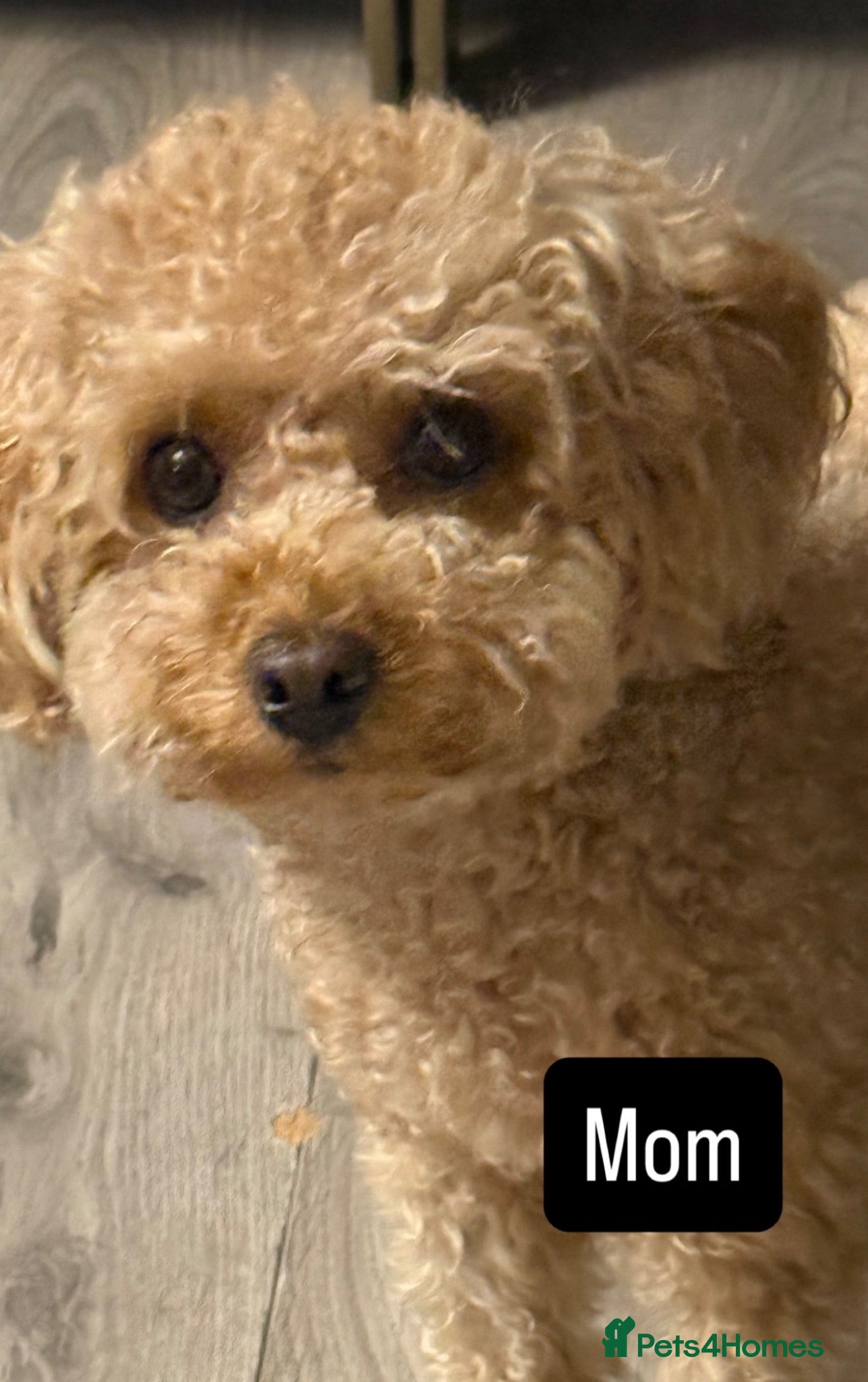 Toy Poodle dogs Asian Tiny Teddy Toy Poodles to Steal Your Heart  - Advert 1