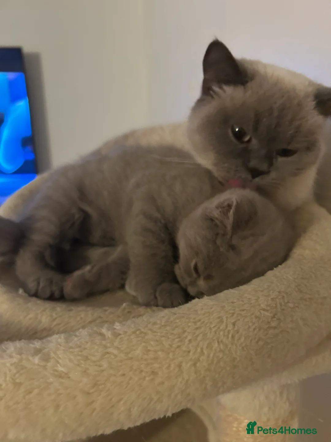 British Shorthair cats for sale: 1 beautiful chunky lilac boy left   - Advert 7