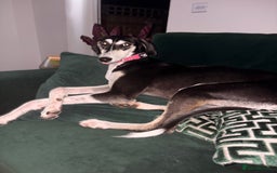 Mixed Breed dogs for sale: Loving beautiful female Saluki whippet - Image 3