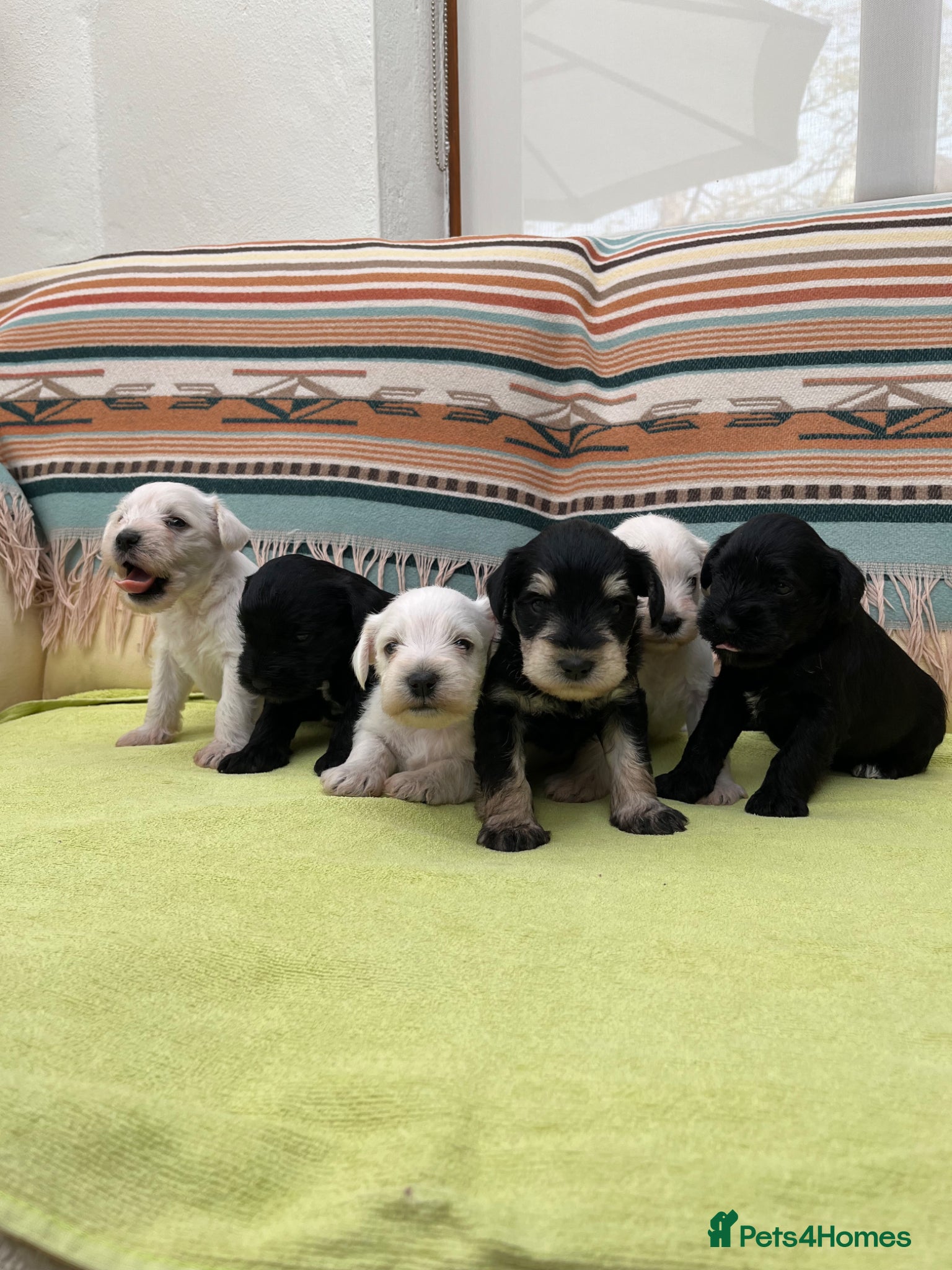 Miniature Schnauzer dogs Pedigree Miniature Schnauzer Pups - Advert 1