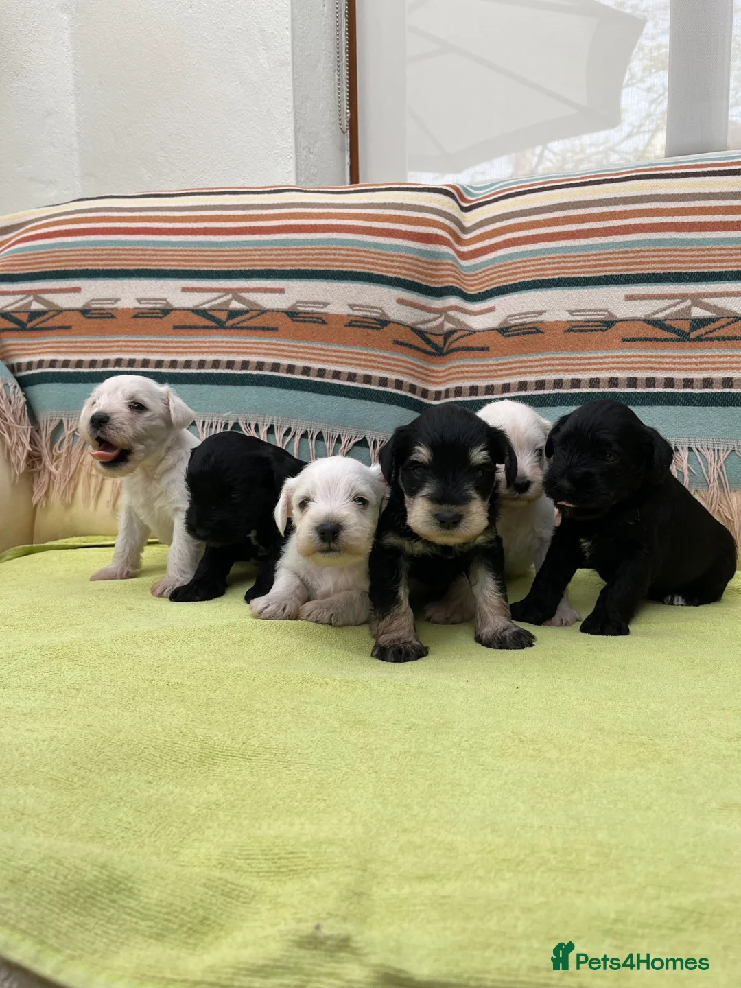 Miniature Schnauzer dogs for sale: Pedigree Miniature Schnauzer Pups in Newport Pagnell - Advert 1
