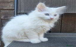 Mixed Breed cats for sale: Cute kittens - Image 24
