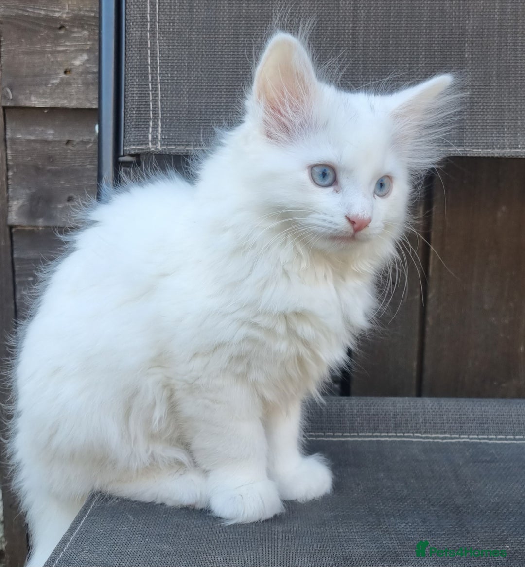 Mixed Breed cats for sale: Cute kittens - Image 24