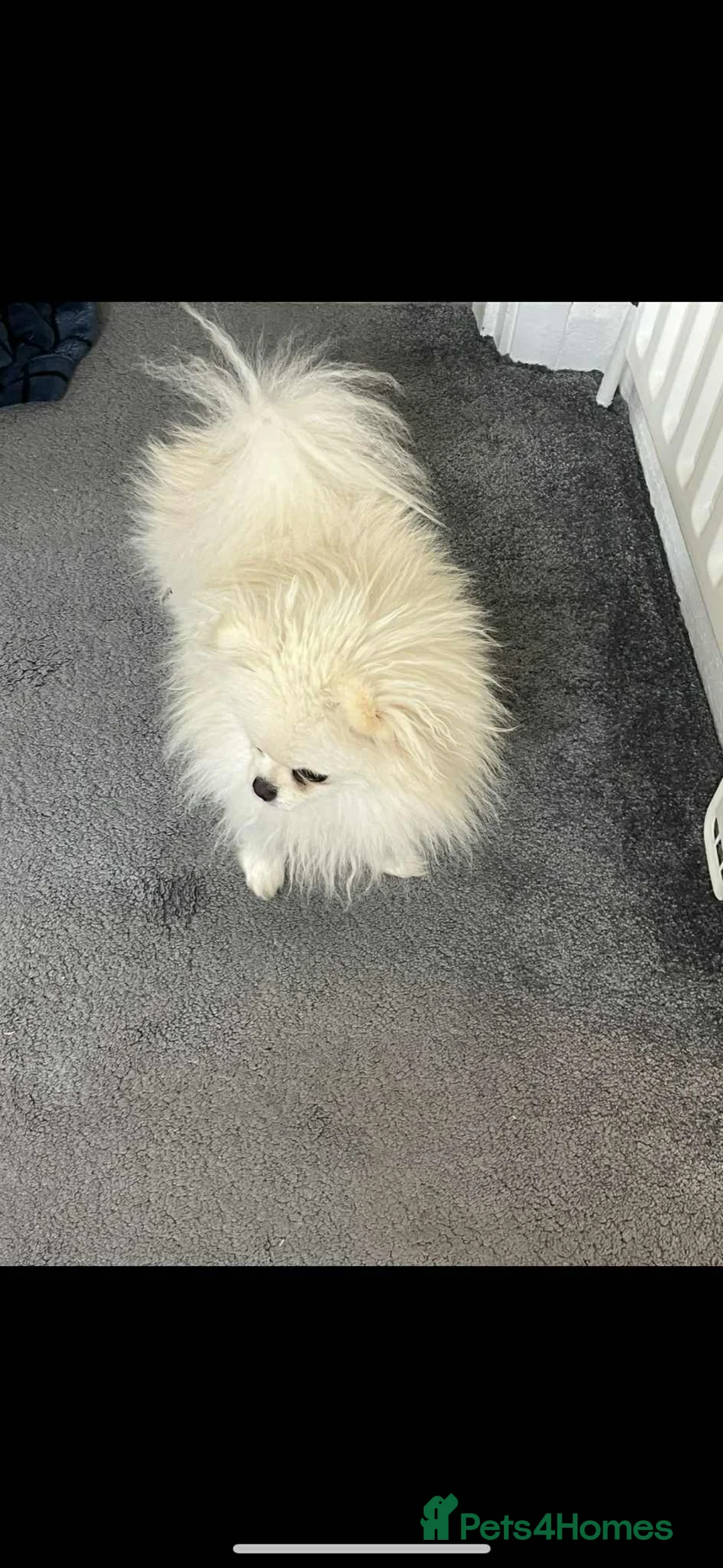 Pomeranian dogs for sale: Sad sale of our girl elsa  - Advert 2