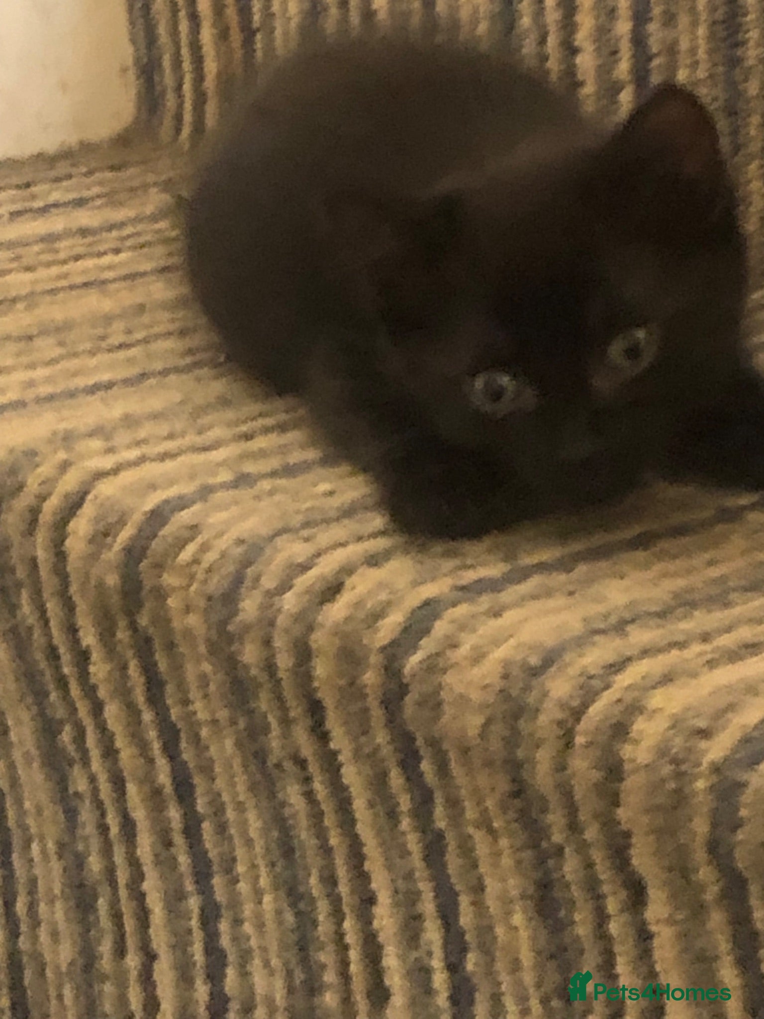 Mixed Breed cats Black kittens - Advert 1