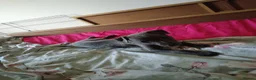 Whippet dogs for sale: 8 stunning puppies  in Okehampton - Advert 11