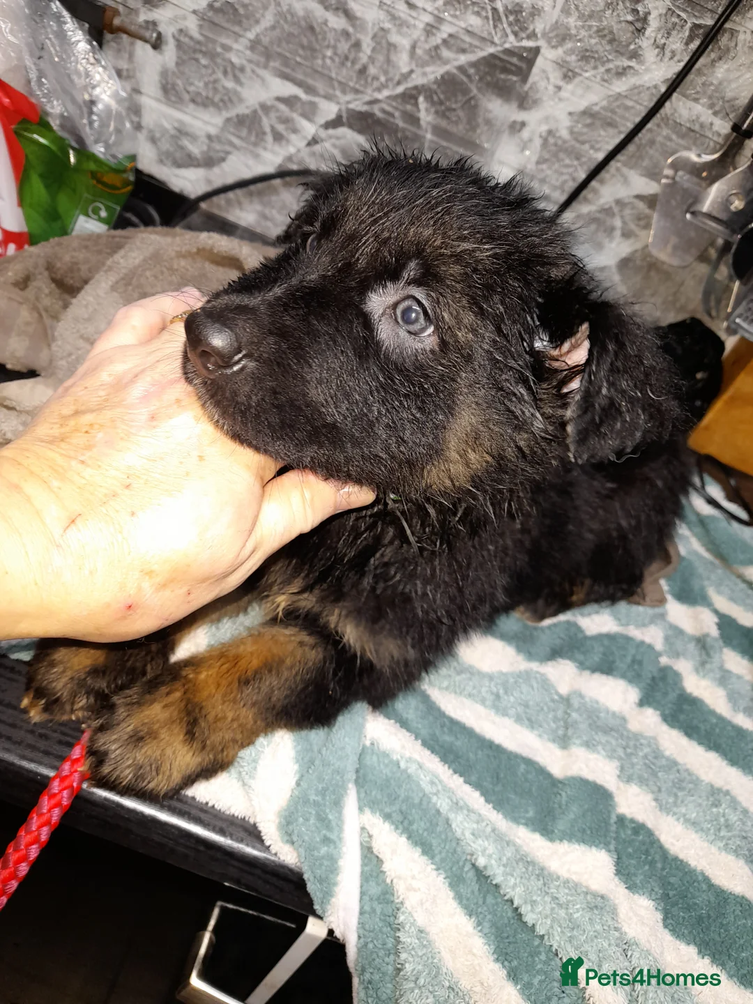 German Shepherd dogs for sale: German shepherd pups - Advert 11
