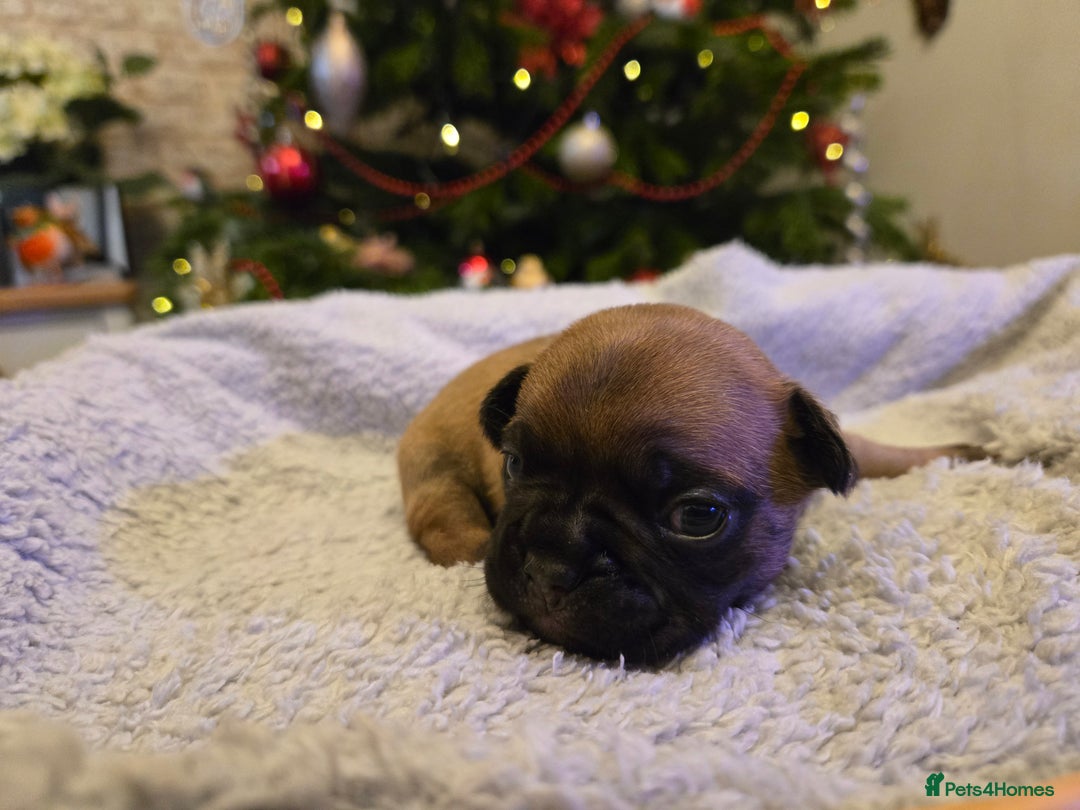 French Bulldog dogs for sale: French bulldog puppies.  - Advert 19