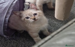 Ragdoll cats for sale: Ragdoll X Bengal - Image 19