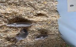 Gerbil rodents for sale: Male Gerbils - Image 1