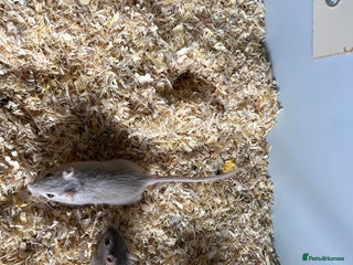 Gerbil rodents - Advert 11