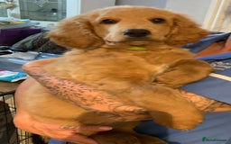 Double Doodle dogs for sale: Beautiful rare litter of Double Doodles - Image 7