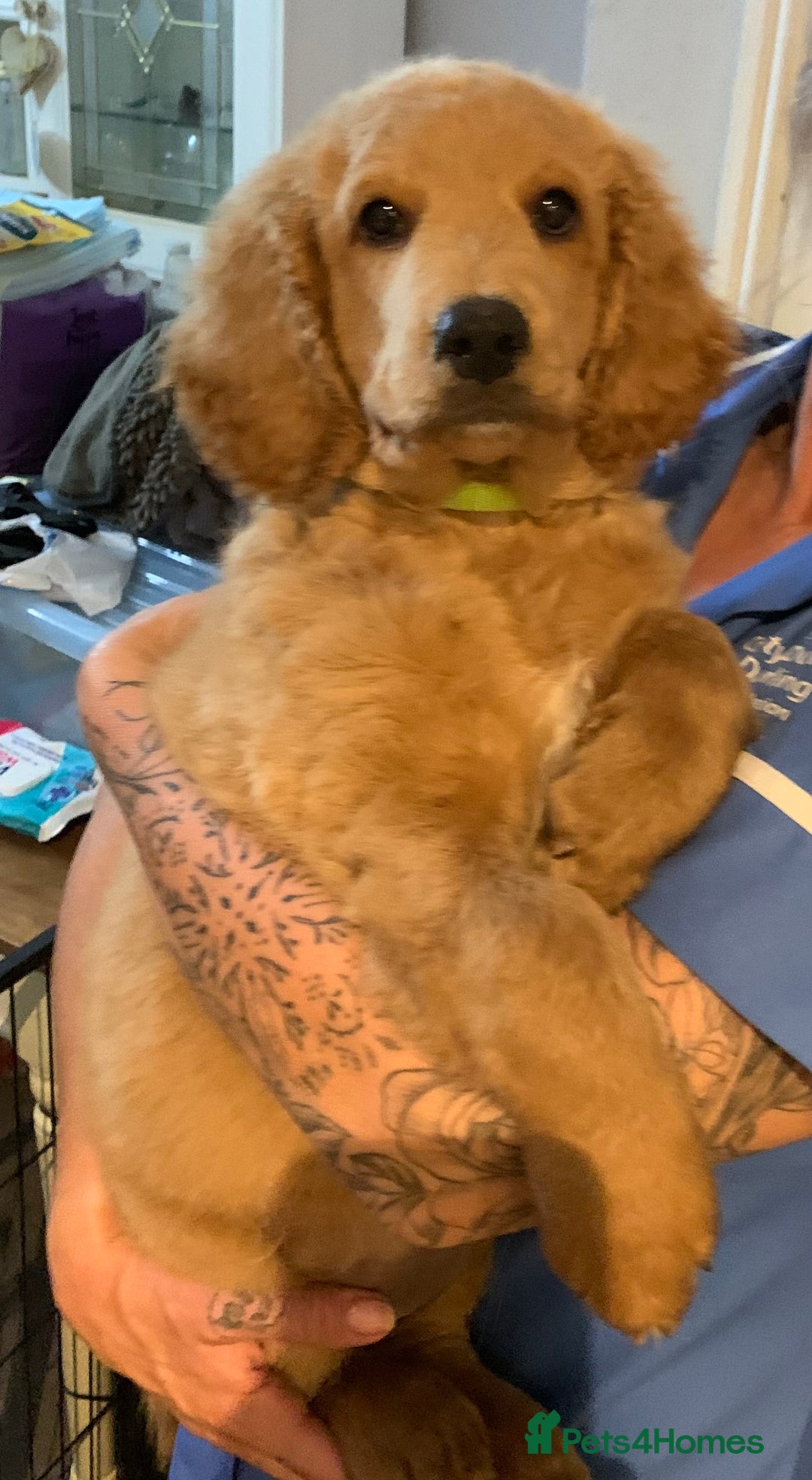 Double Doodle dogs for sale: Beautiful rare litter of Double Doodles - Image 7