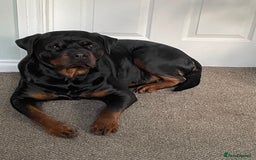 Rottweiler dogs for sale: Female Rottweiler - Image 4