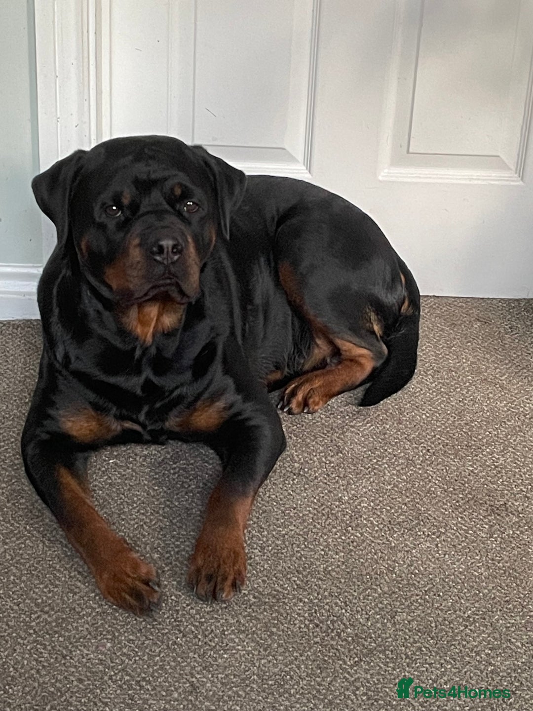 Rottweiler dogs for sale: Female Rottweiler - Image 4