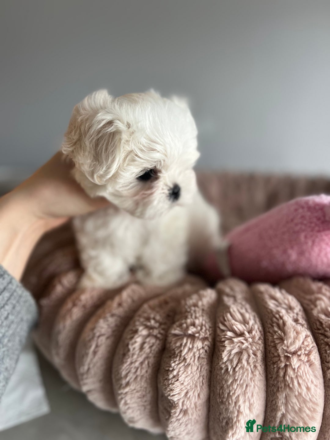 Maltese dogs for sale: ✨Gorgeous maltese puppies ✨  - Advert 3