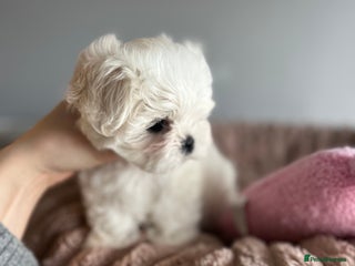 Maltese dogs ✨Korean maltese girl and a boy puppies ✨ - Advert 15