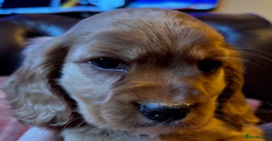 Cockalier dogs - Advert 7