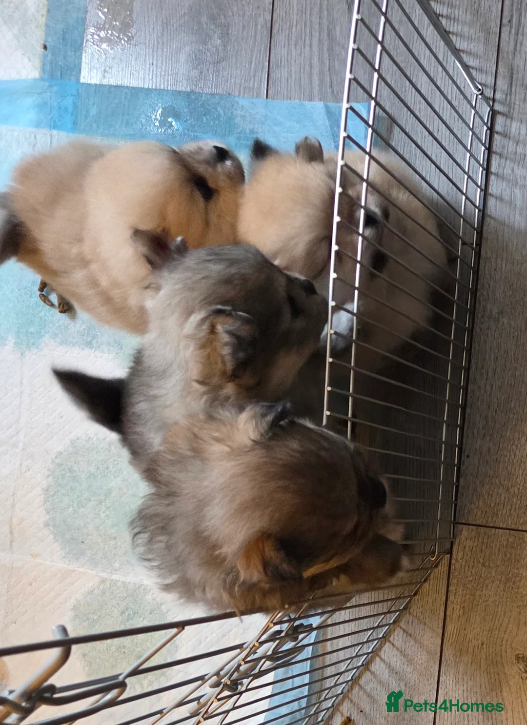 Pomeranian dogs for sale: Pomeranian puppies for sale 🐶🐾 - Advert 3