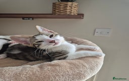 Bengal cats for sale: Male bengal cross kittens - Image 9