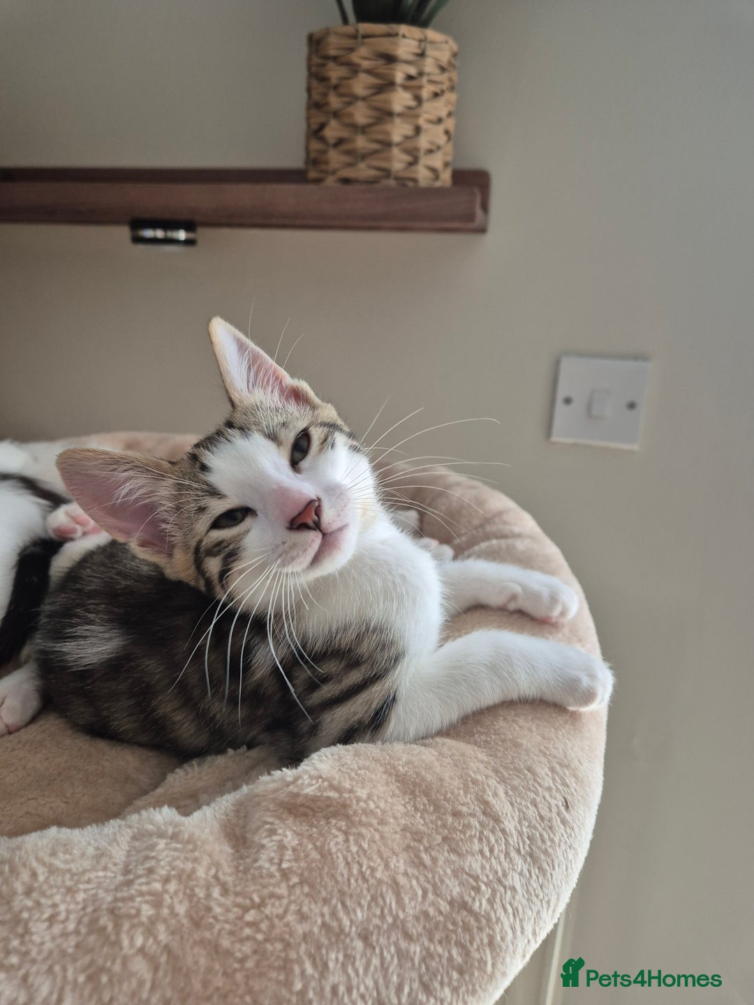 Bengal cats for sale: Male bengal cross kittens - Image 9