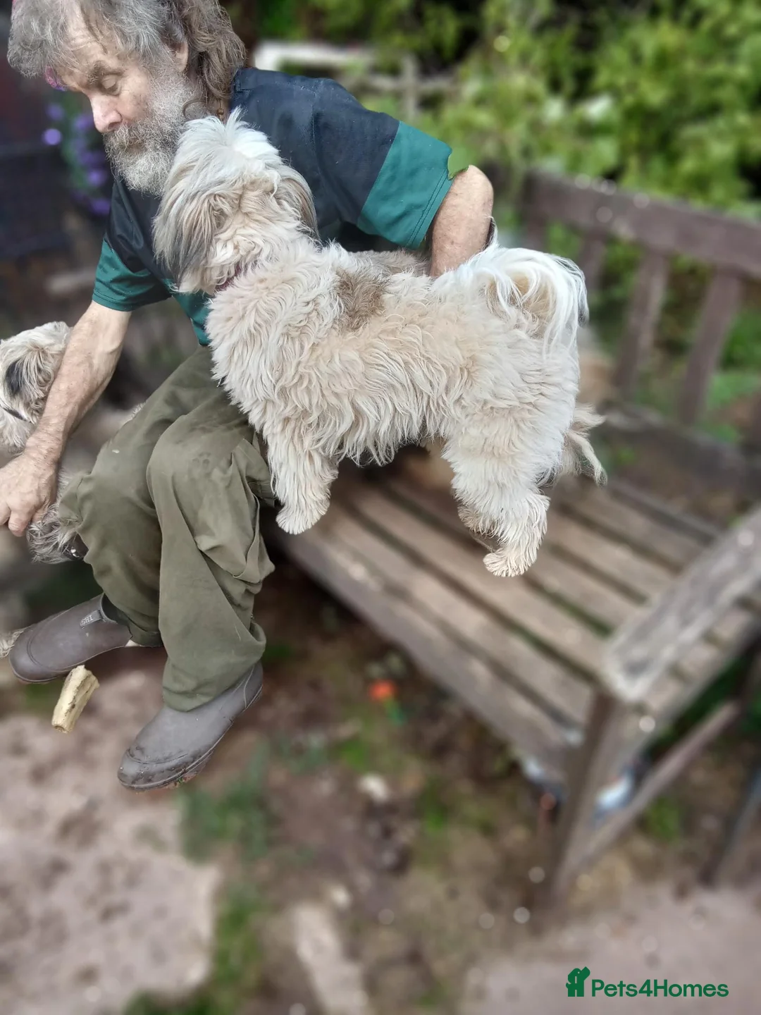 Mixed Breed dogs for sale: Three unusual maltispitz needing loving homes - Advert 5