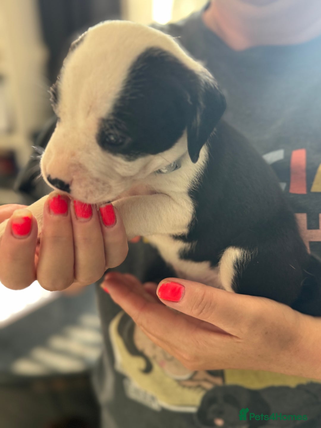 Mixed Breed dogs for sale: American bulldog (not bully) x cocker spaniel  - Image 8