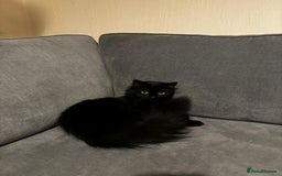 British Longhair cats for sale: Urgently Rehoming 2 beautiful cats - Image 1