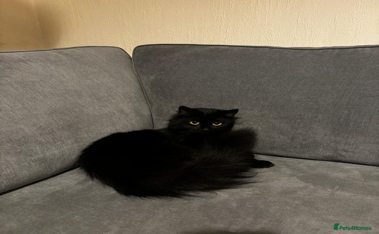 British Longhair cats - Advert 1