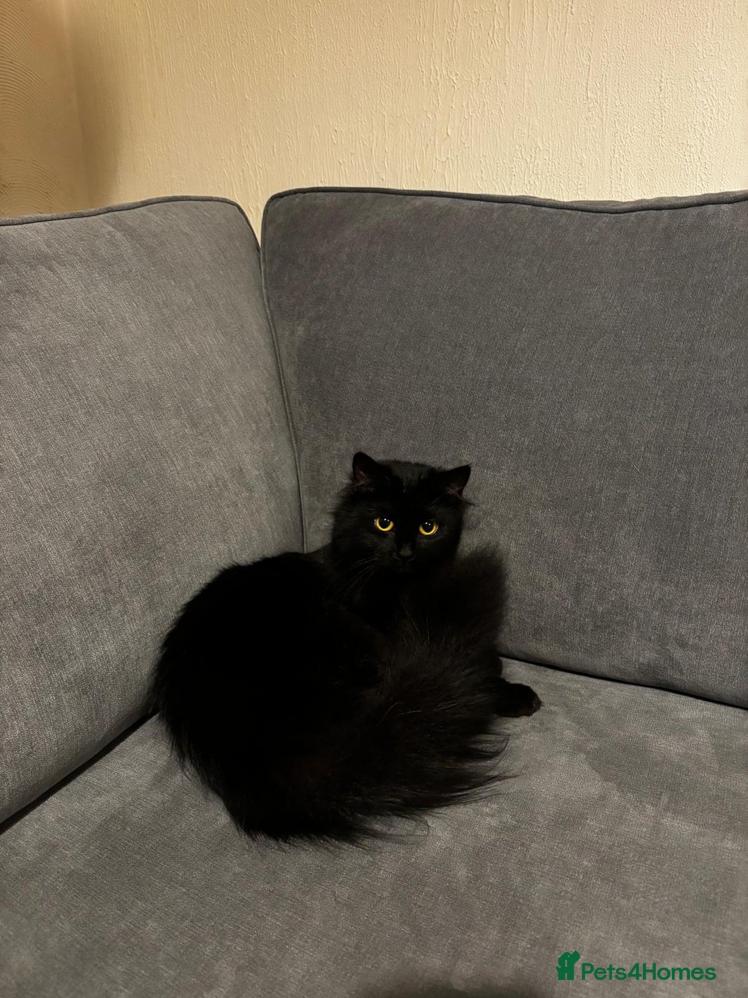 British Longhair cats for sale: Urgently Rehoming 2 beautiful cats - Image 1