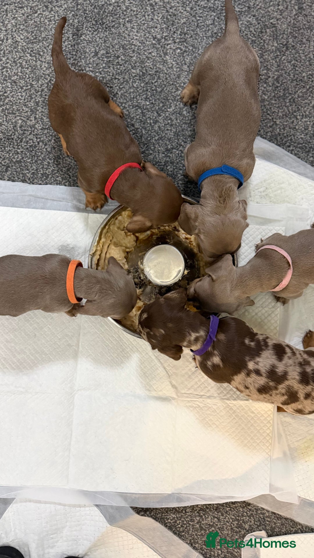 Miniature Dachshund dogs for sale: Miniature dachshund puppies  - Advert 7