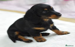 Miniature Dachshund dogs for sale: Gorgeous Longhair Miniature Dachshund Girls - Image 12