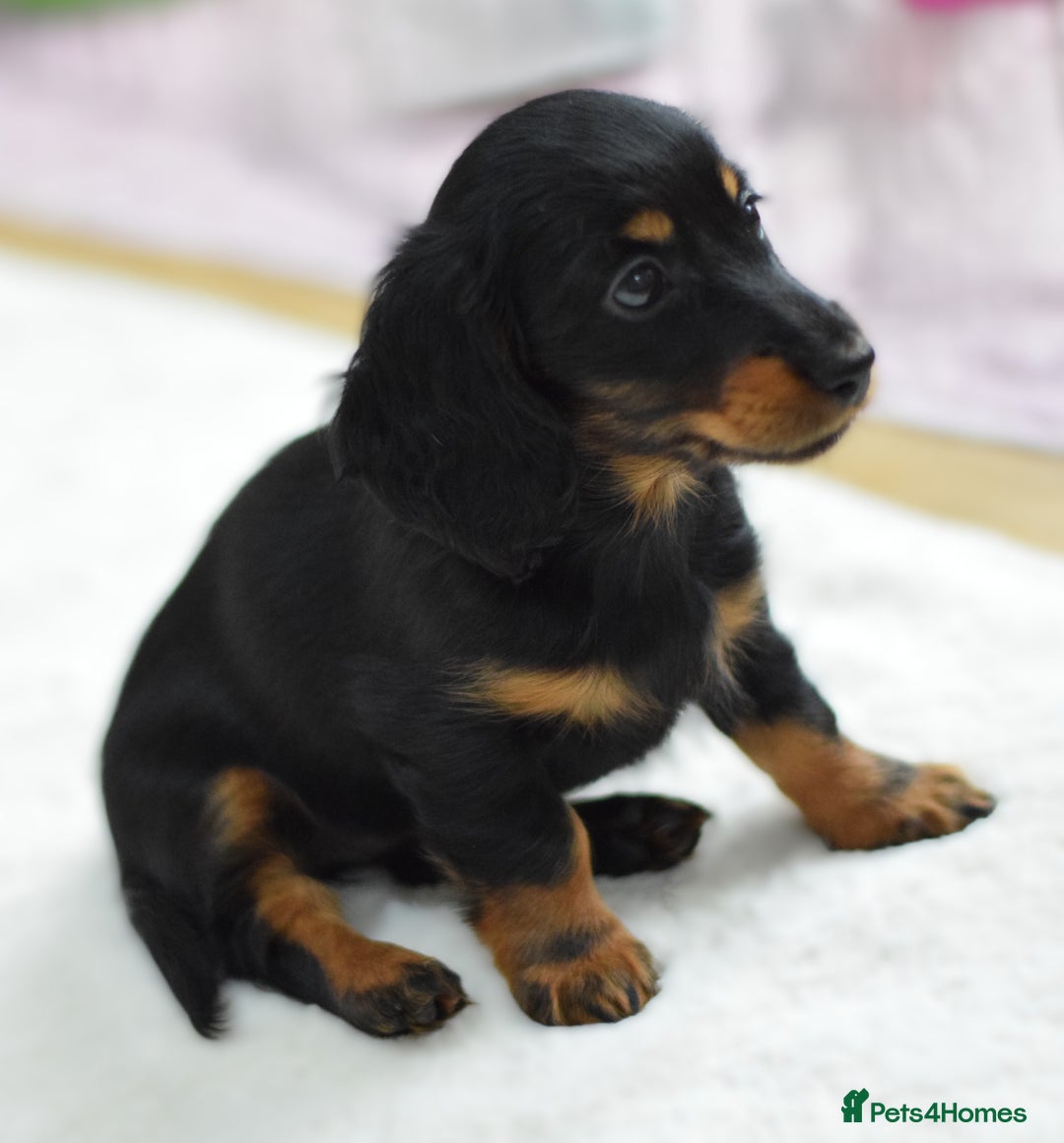 Miniature Dachshund dogs for sale: Gorgeous Longhair Miniature Dachshund Girls - Image 12