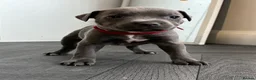 Staffordshire Bull Terrier dogs for sale: Stunning Blue Staffordshire Bull Terrier Puppies - Advert 25