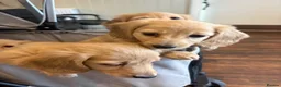 Miniature Dachshund dogs for sale: Pure cream long haired mini dachshunds - Advert 11