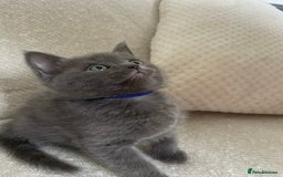 Ragdoll cats for sale: Cuddly & Sweet Ragdolls - Image 5