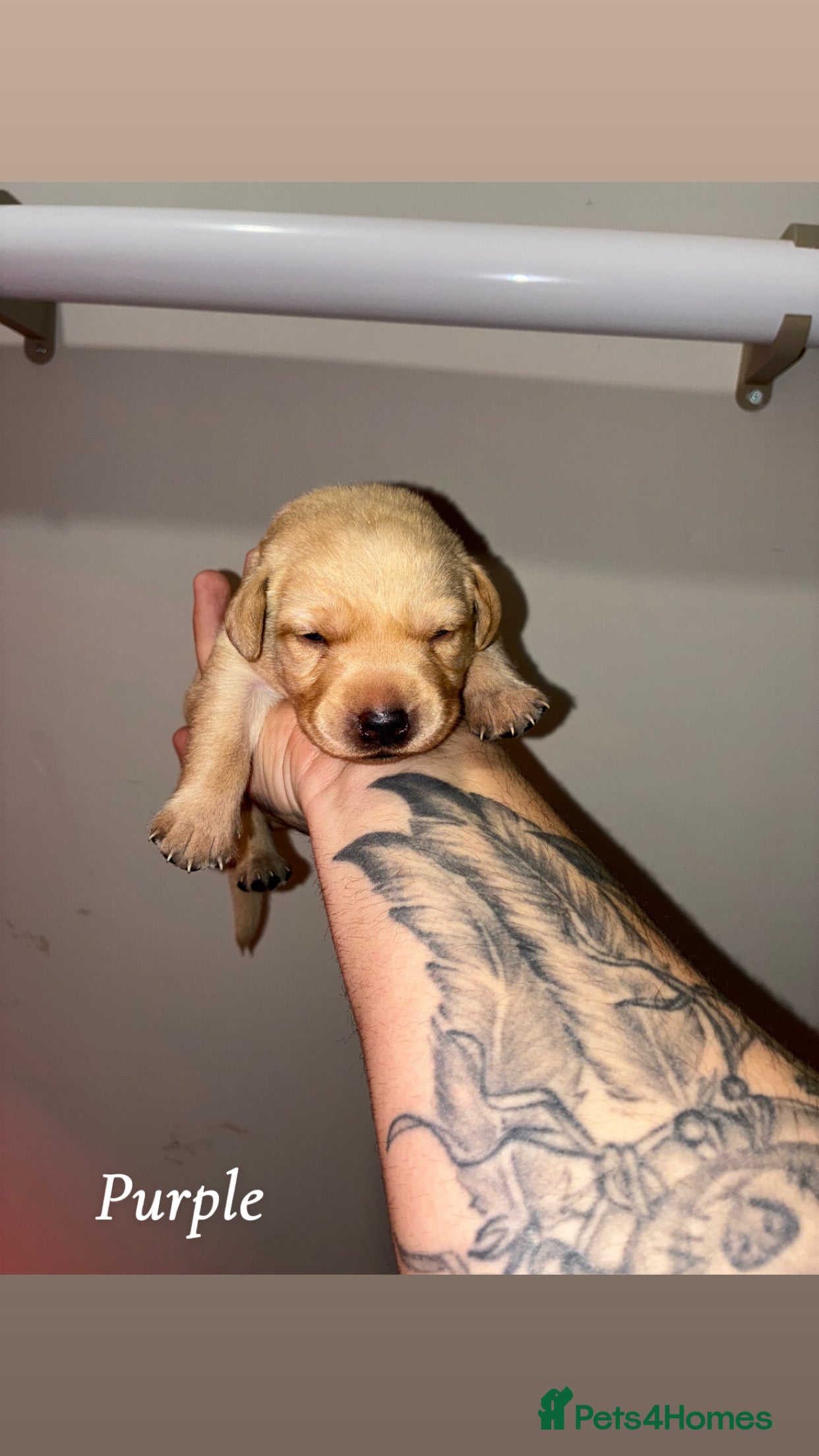 Labrador Retriever dogs 🐾 8 Exceptional KC Registered Labrador Puppies🐾 - Advert 15