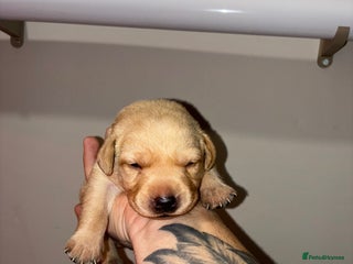 Labrador Retriever dogs 🐾 8 Exceptional KC Registered Labrador Puppies🐾 - Advert 15