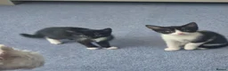 Mixed Breed cats for sale: Gorgeous kittens for sale - Advert 9