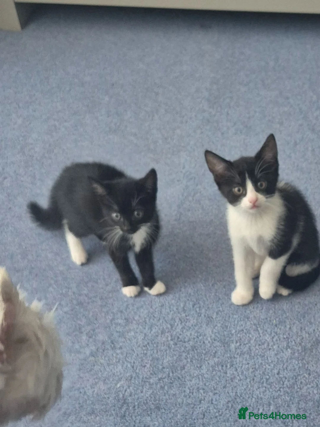 Mixed Breed cats for sale: Gorgeous kittens for sale - Advert 9