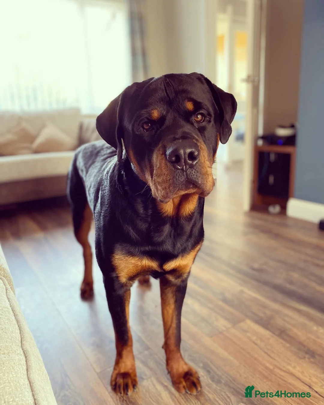 Rottweiler dogs for sale: New home for Bruce in Newton Aycliffe - Advert 2