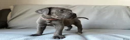 Cane Corso dogs for sale: BLUE CANE CORSO PUPS!!! in Newark - Advert 8