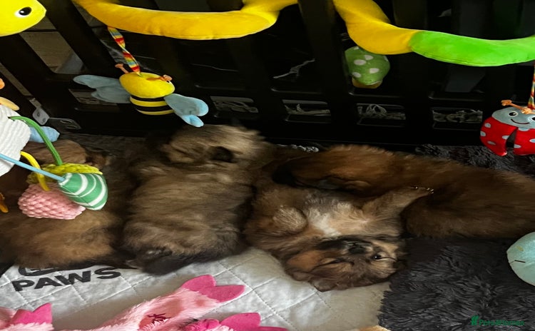 Pomeranian dogs Gorgeous Pomeranian Puppies, 1 Girl and 2 Boys - Advert 4