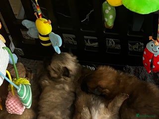 Pomeranian dogs Gorgeous Pomeranian Puppies, 1 Girl and 2 Boys - Advert 3