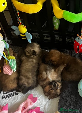 Pomeranian dogs Gorgeous Pomeranian Puppies, 1 Girl and 2 Boys - Advert 4