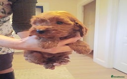 Cockapoo dogs for sale: Cockapoo puppies f1 show) ❤️ fox Red. !!!!!!. - Image 5