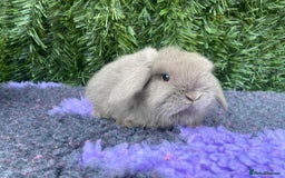 Mini Lop rabbits for sale: Mini lops  - Image 3