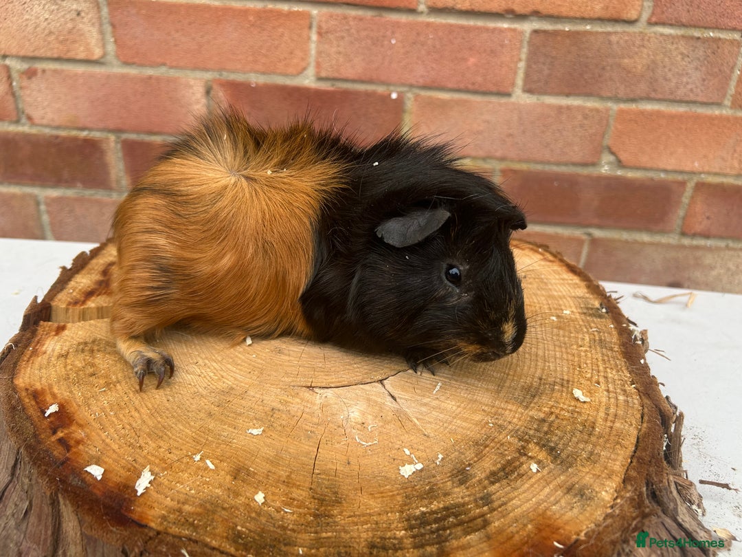 Guinea Pig rodents for sale: Free Male Guinea pigs  - Image 1